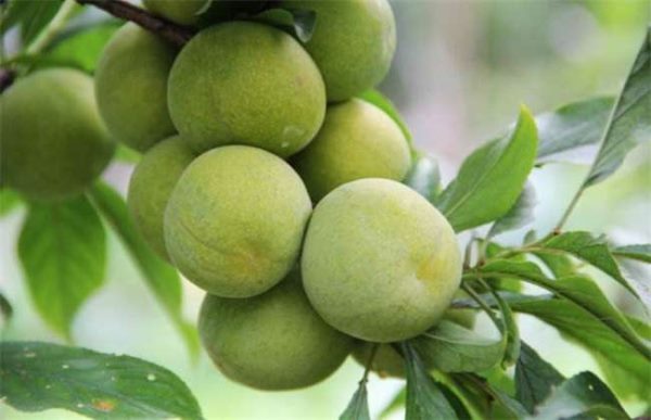 李子裂果怎么办？