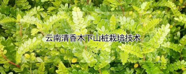 云南清香木下山桩栽培技术