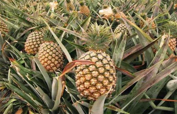 如何预防菠萝冻害