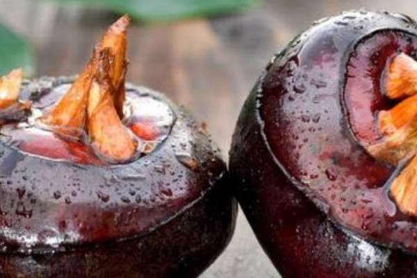 马蹄种植方法和时间