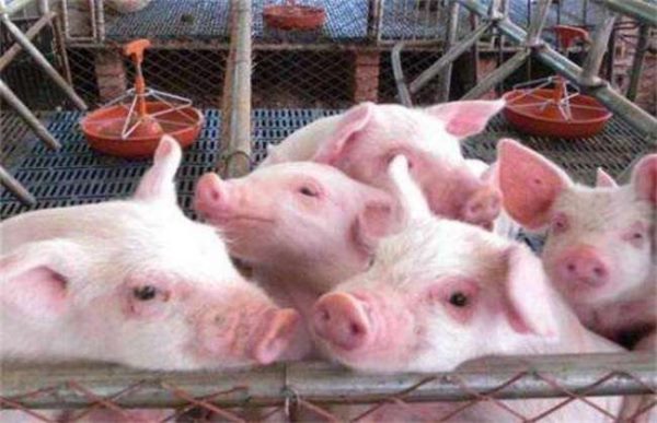 猪发生热应激该怎么办？