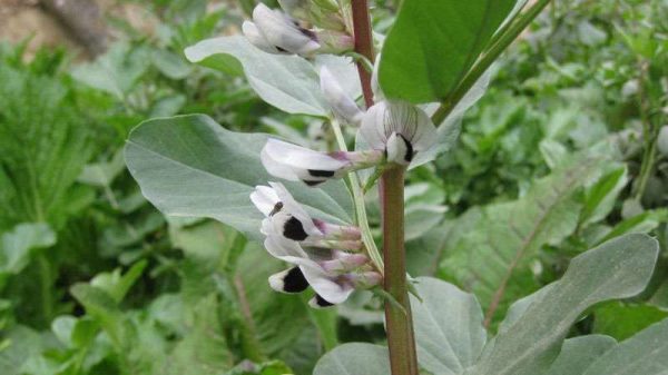 蚕豆种植时间和多久？