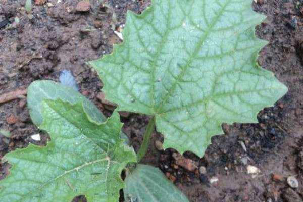 丝瓜苗被虫吃怎么处理