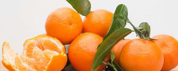 盆栽年桔的种植方法和管理