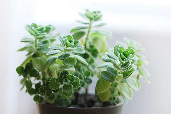 碰碰香有毒吗？