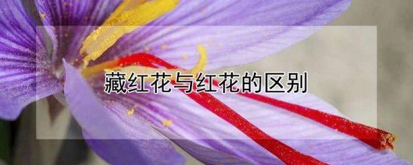 藏红花与红花的区别