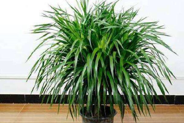 龙须树叶子发黄干枯