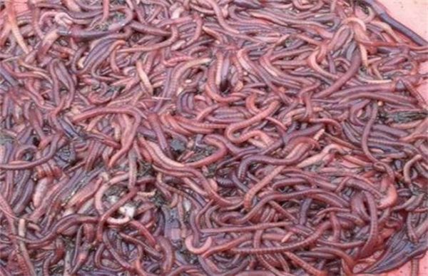 蚯蚓的销售渠道有哪些？