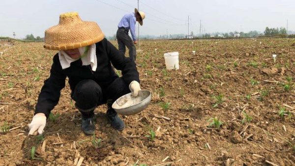 底肥和基肥区别