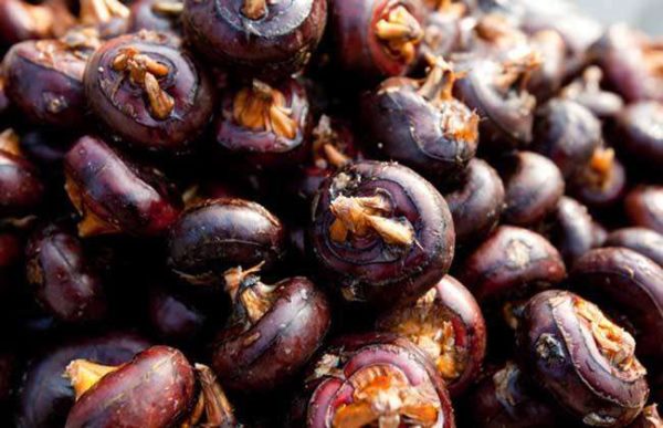 荸荠采收后该怎么贮藏