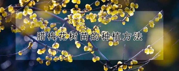 腊梅花树苗的种植方法