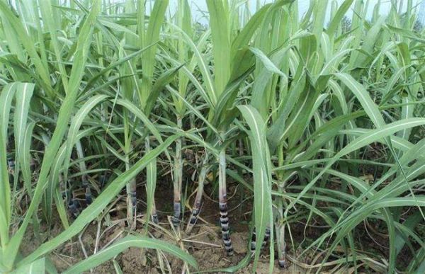 甘蔗一直不长怎么办？