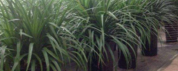 龙须树叶子发黄干枯