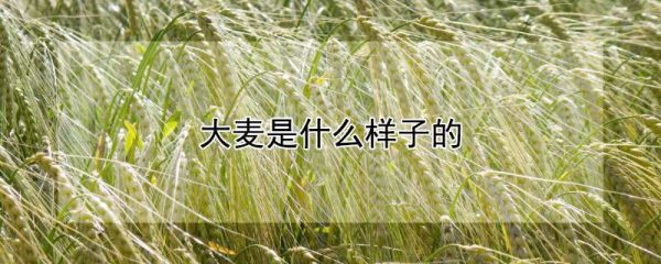大麦是什么样子的
