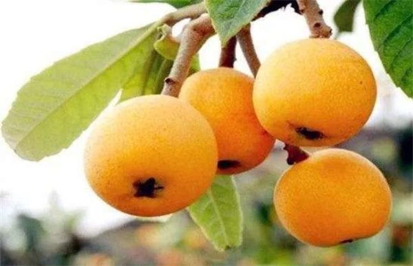 枇杷采收和贮藏多久？