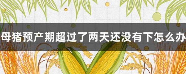 母猪预产期超过了两天还没有下怎么办？
