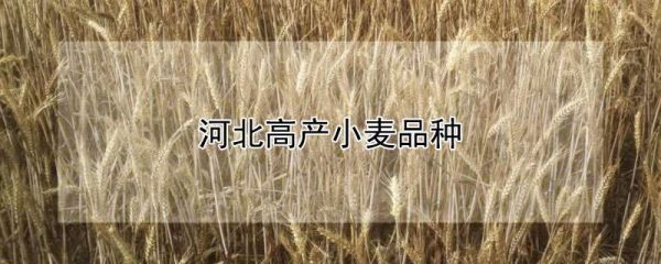河北高产小麦品种