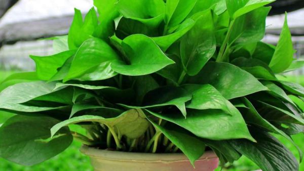 净化空气的室内植物有哪些？