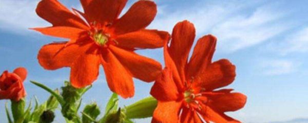 剪秋罗是什么花