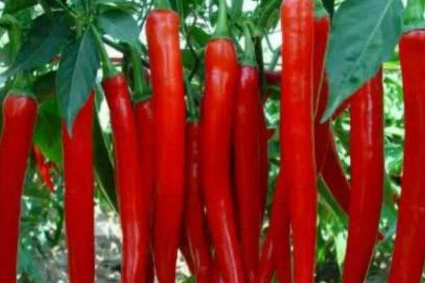 辣椒不开花怎么处理