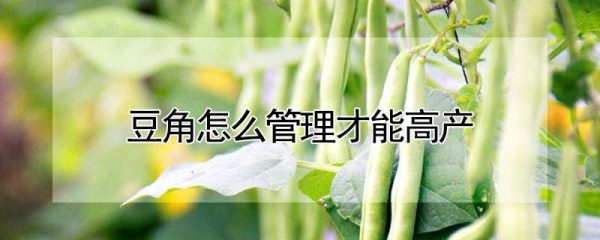 豆角怎么管理才能高产