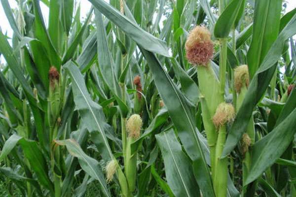 玉米靠什么传播种子