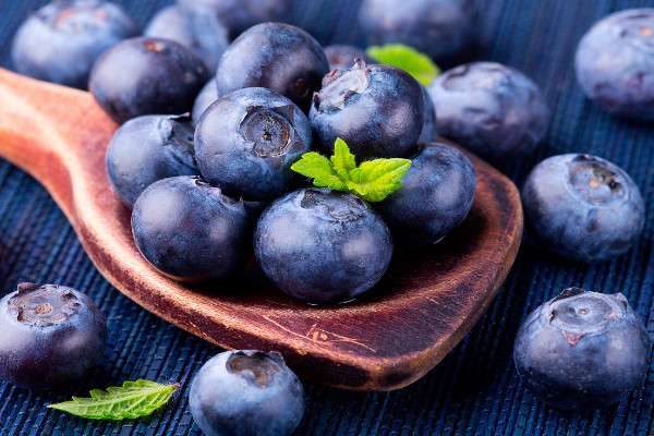 夏普蓝蓝莓品种介绍