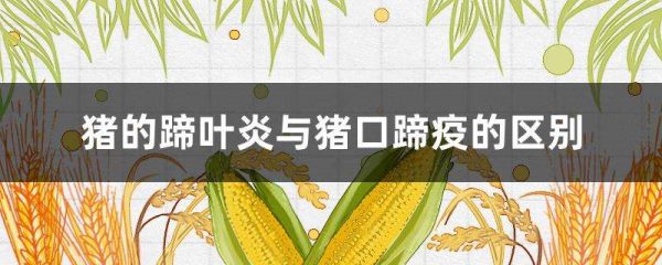 猪的蹄叶炎与猪口蹄疫的区别？