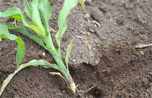 农作物常见肥害类型