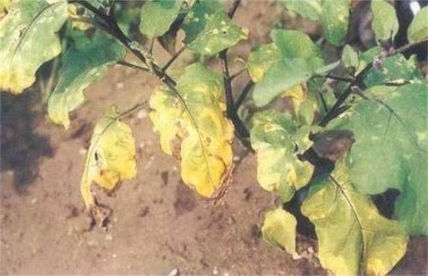 茄子叶子发黄怎么办？