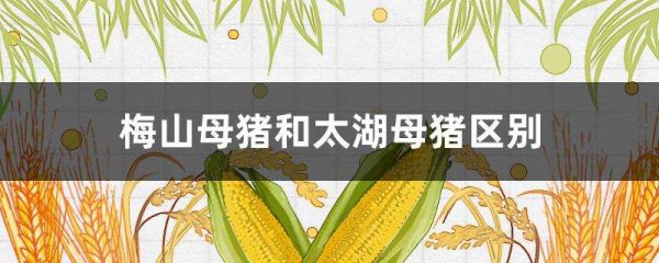 梅山母猪和太湖母猪区别？