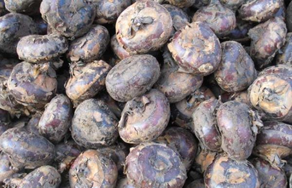 荸荠的采收与贮存多久？