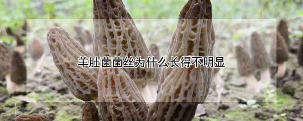 羊肚菌菌丝为什么长得不明显