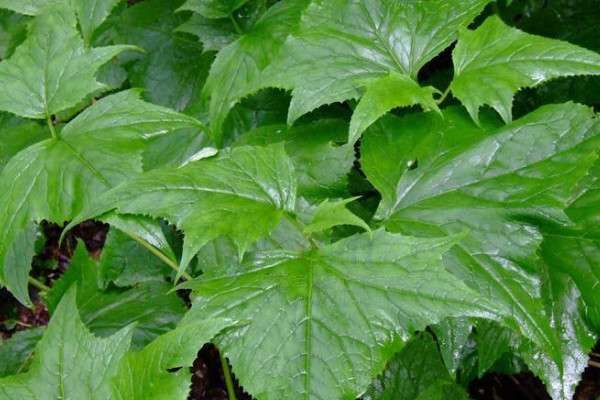 果农种草的原因