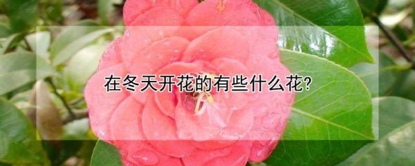 在冬天开花的有些什么花?
