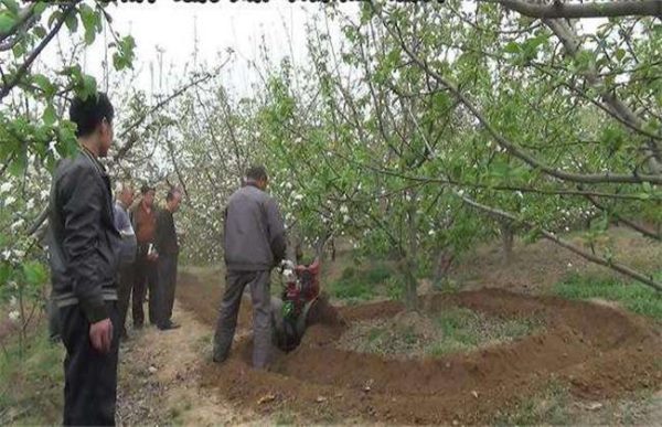 果树冬季施肥注意事项