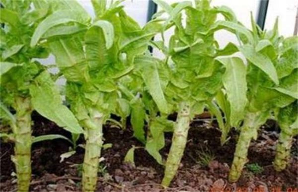 莴笋抽薹是什么原因？