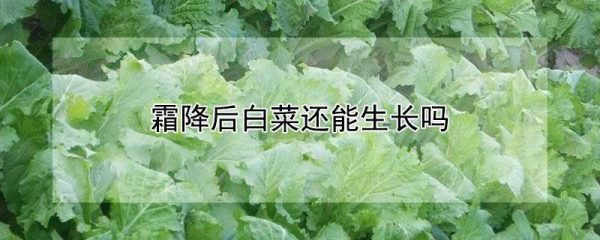 霜降后白菜还能生长吗