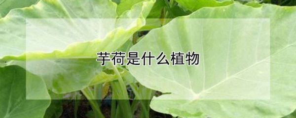 芋荷是什么植物