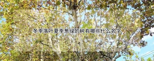 冬季落叶夏季葱绿的树有哪些什么名字