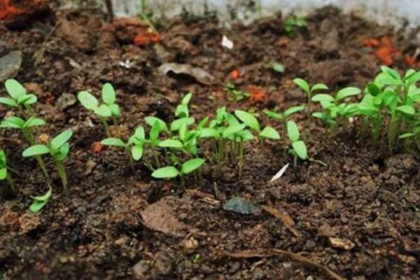 满天星什么时候种