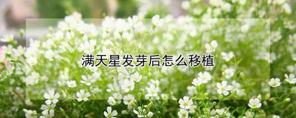 满天星发芽后怎么移植
