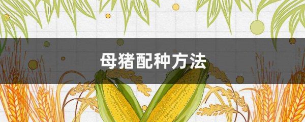 母猪配种多久？