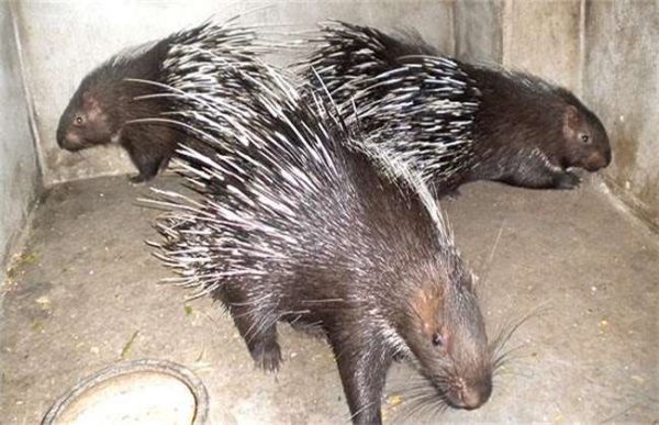 养30只豪猪投资多少？