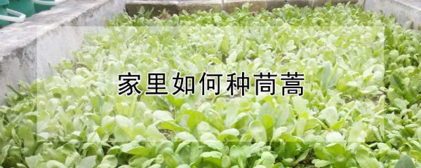 家里如何种茼蒿
