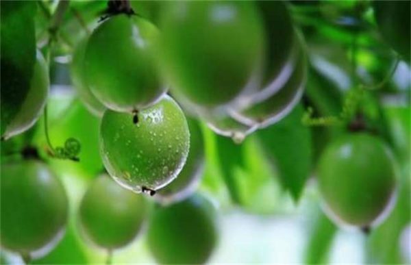 百香果的采收及保存多久？