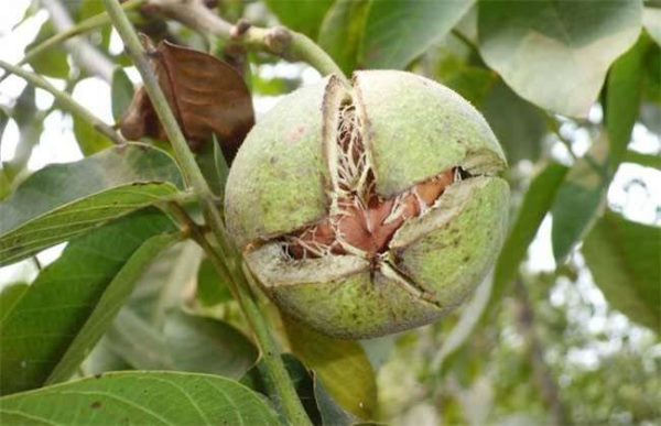 核桃树为什么不结果