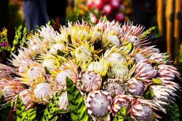 公主花与帝王花的差别