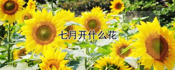 七月开什么花
