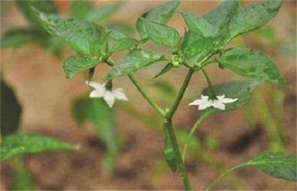 辣椒徒长坐果难怎么办？